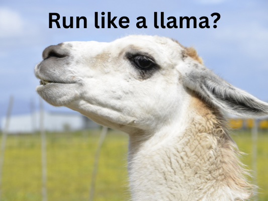 close up image of a llama in a field of grass